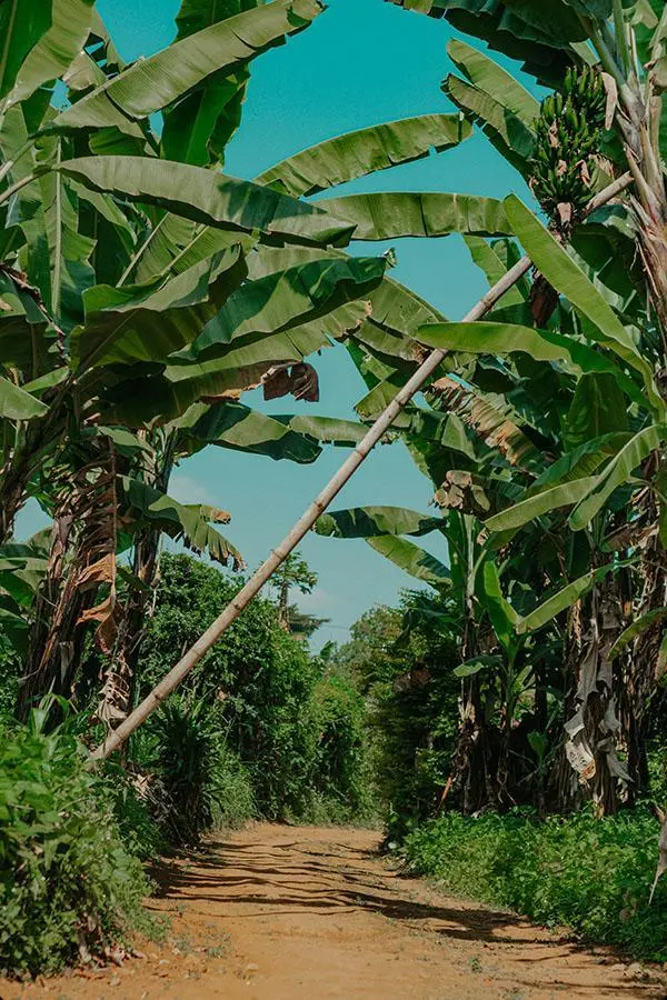 Toate rutele de pe Kilimanjaro încep cu mersul prin pădurea tropicală umedă.