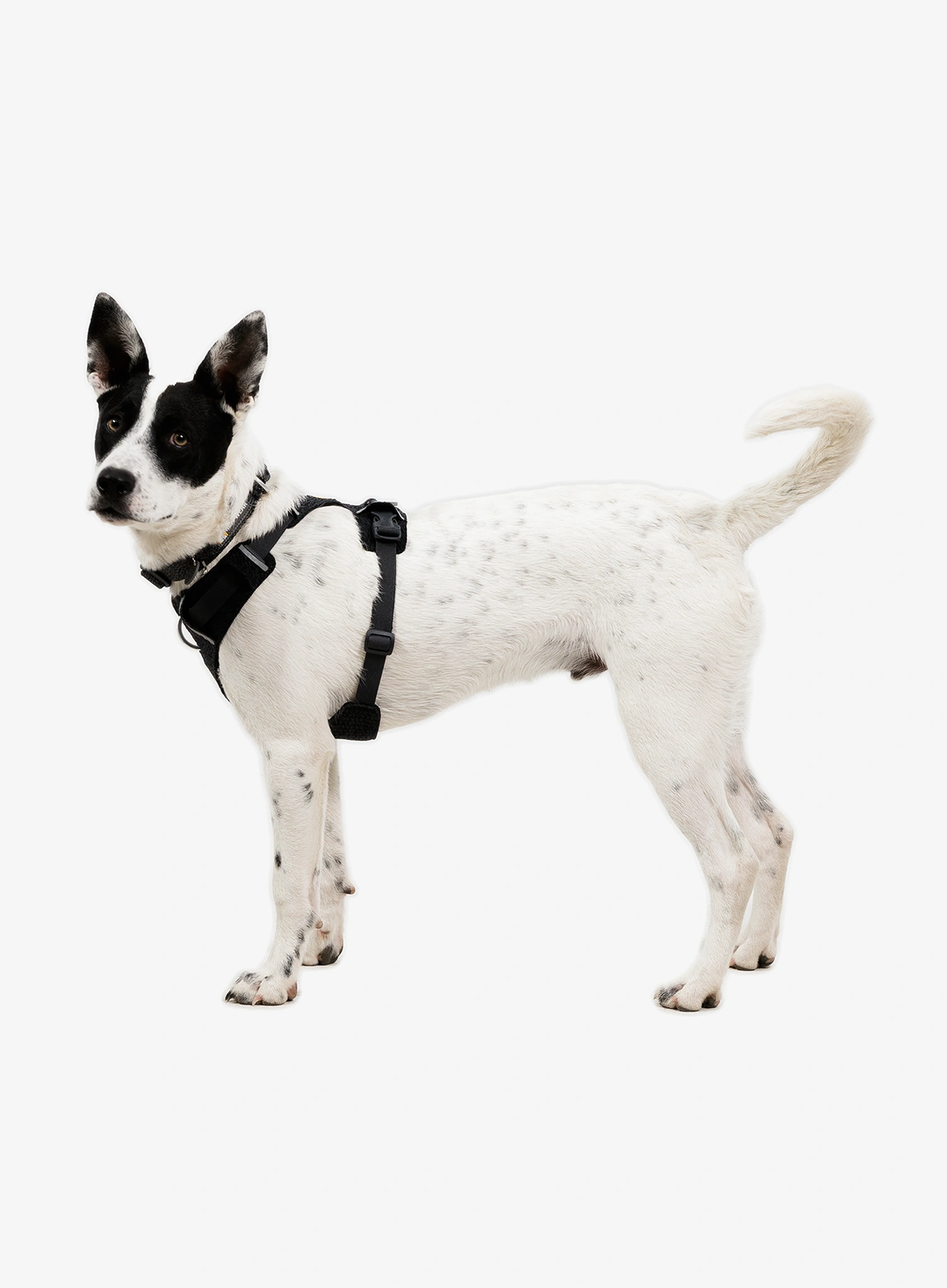 Ham pentru câini Ruffwear Front Range Flex Harness XS  - basalt gray