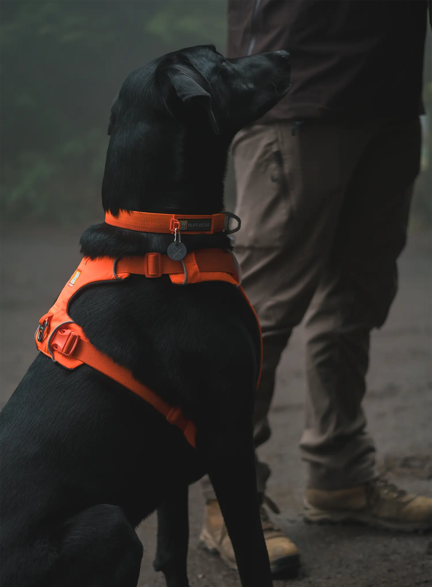 Ham pentru câini Ruffwear Web Master Harness - blaze orange