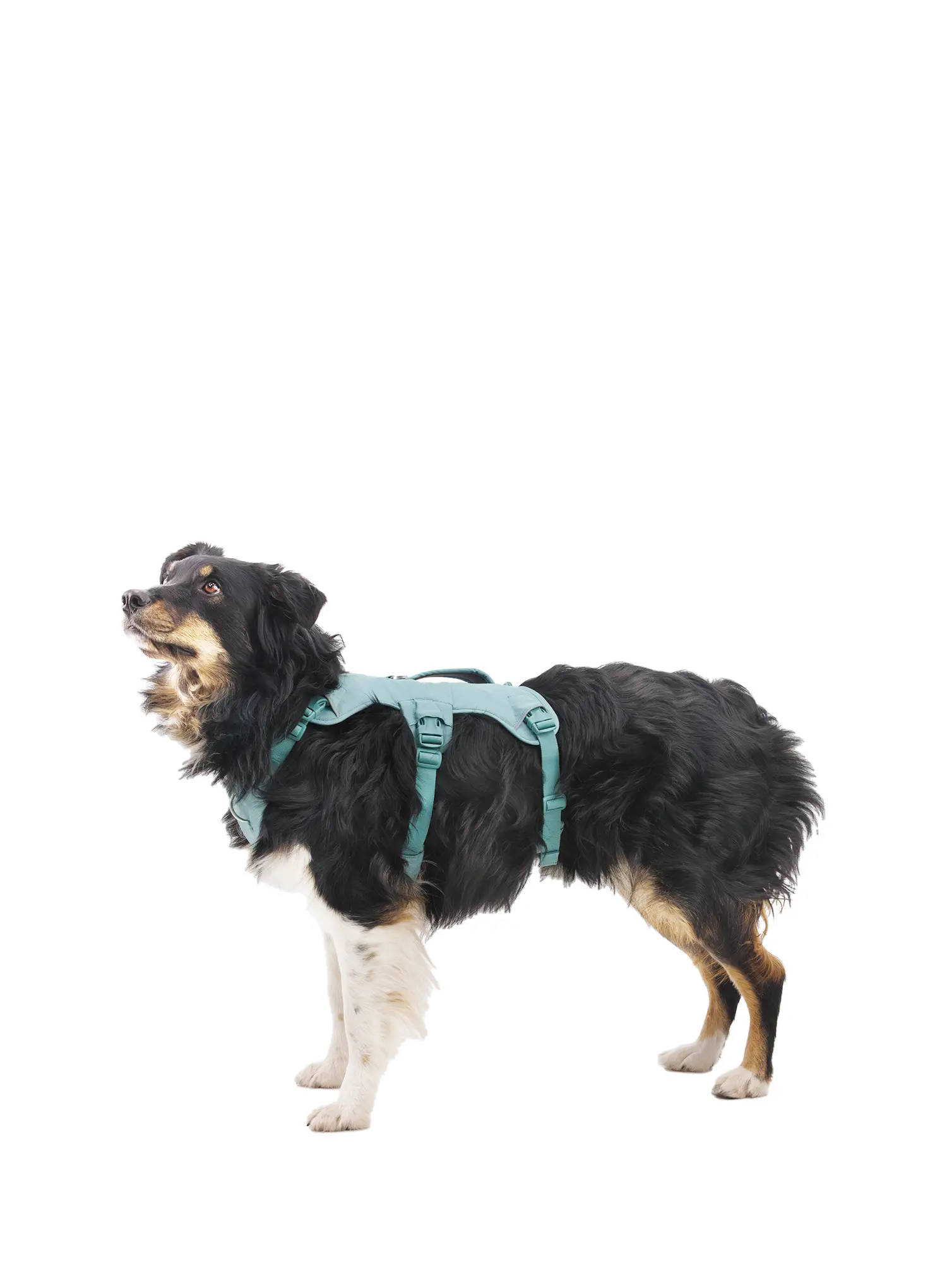 Ham pentru câini Ruffwear Web Master Harness - river rock green